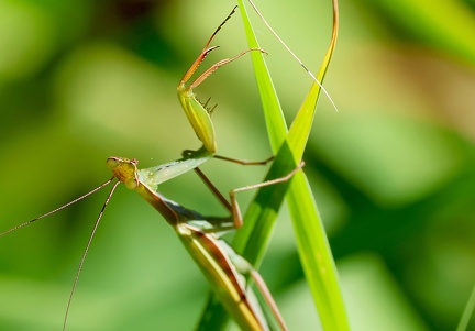 Mantis religiosa