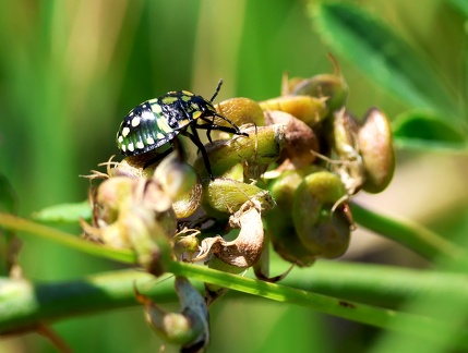 Nezara viridula
