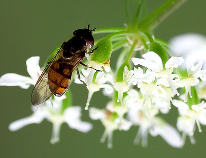 Xanthandrus comtus