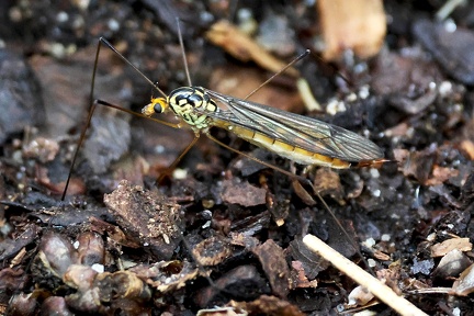 Nephrotoma quadrifaria