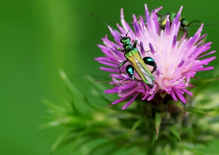 Oedemera nobilis-3