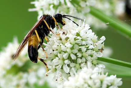 Tenthredo maculata