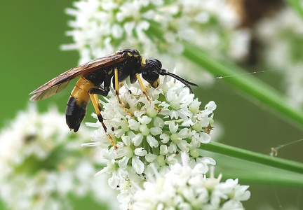 Tenthredo maculata-1