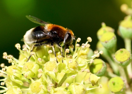 Eristalis intricaria
