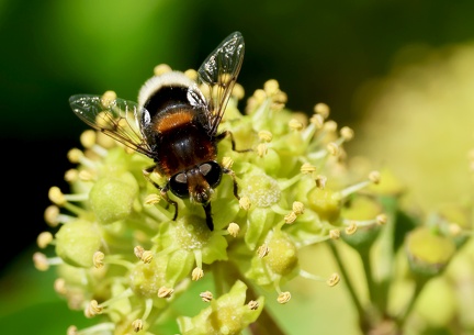 Eristalis intricaria-1