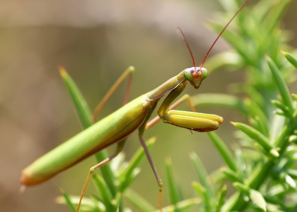 Mantis religiosa