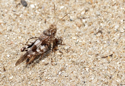 Oedipoda caerulescens-4
