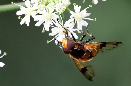 Volucella inflata-2