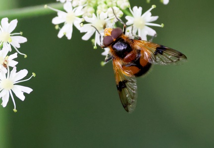 Volucella inflata-1
