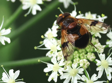 Volucella inflata