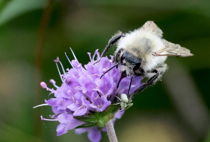 Bombus sylvarum-1