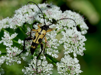 Rutpela maculata-3