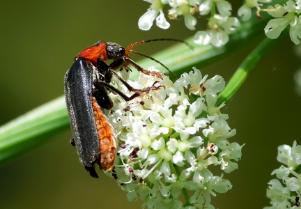 Cantharis fusca-1