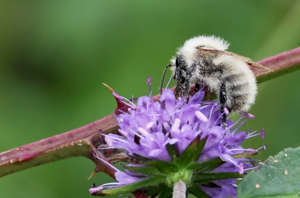Bombus sylvarum-2