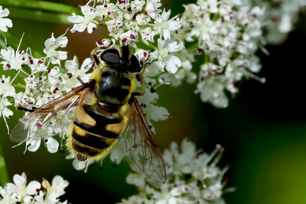 Myathropa florea-1