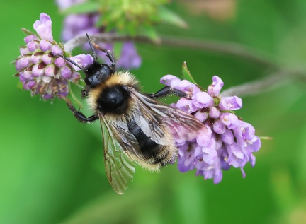 Bombus barbutellus