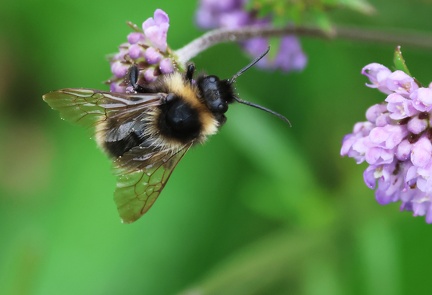 Bombus barbutellus-1