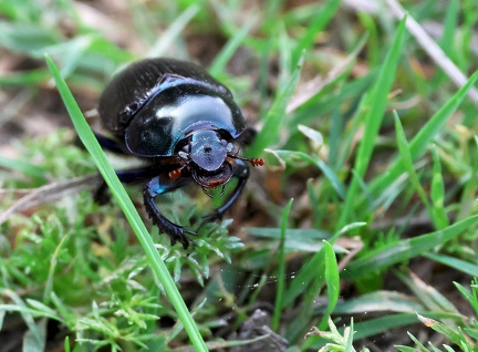 Anoplotrupes stercorosus