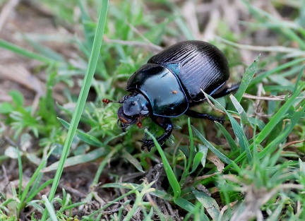 Anoplotrupes stercorosus-1