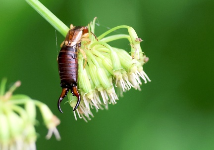 Forficula auricularia