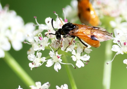 Arge cyanocrocea