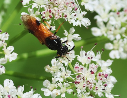 Arge cyanocrocea-1