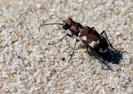 Cicindela hybrida-3