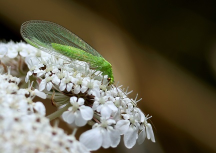 Chrysoperla carnea