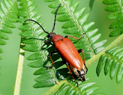 Stictoleptura rubra