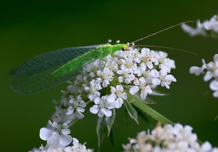 Chrysoperla carnea-1