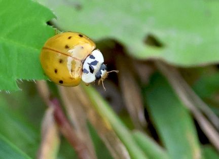 Harmonia axyridis-3