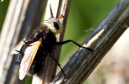 Tachina grossa-2