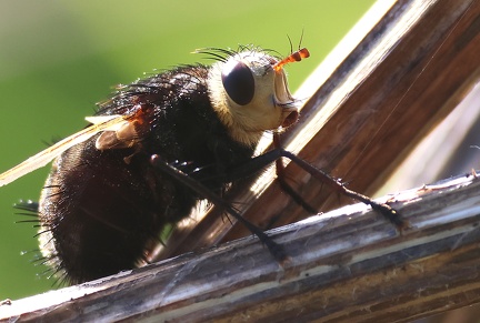 Tachina grossa-21