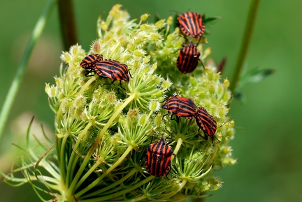 Graphosoma italicum
