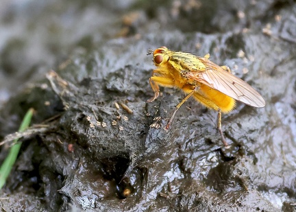 Scathophaga stercoraria-2
