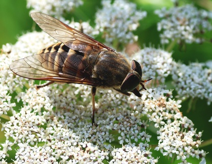 Tabanus sudeticus
