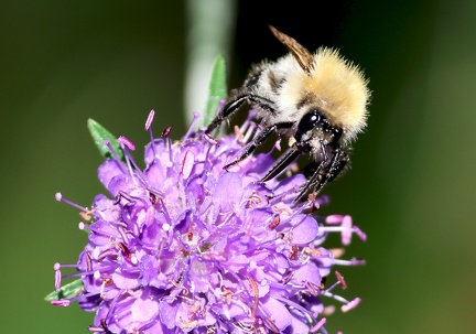 Bombus pascuorum