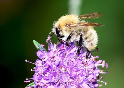 Bombus pascuorum-1