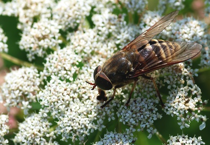 Tabanus sudeticus-1