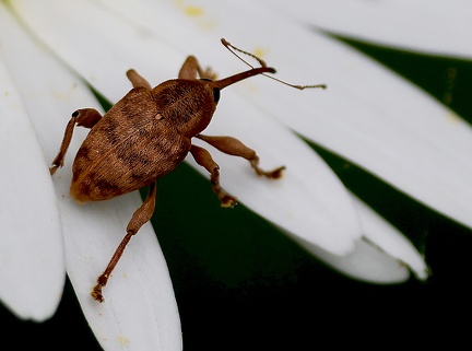 Curculio glandium