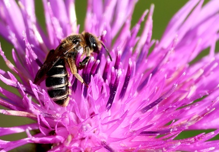 Lasioglossum zonulum