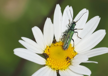 Oedemera nobilis-4