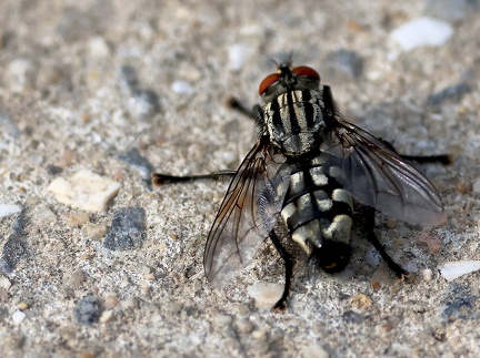 Sarcophaga carnaria