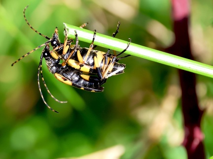 Rutpela maculata-11