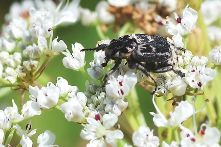 Valgus hemipterus