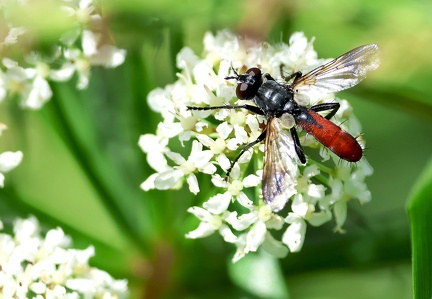 Cylindromyia bicolor-2