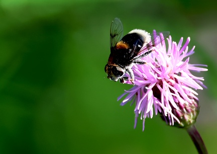 Volucella bombylans