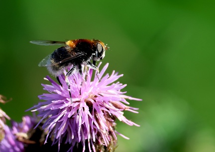 Volucella bombylans-1