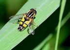 Autres-insectes