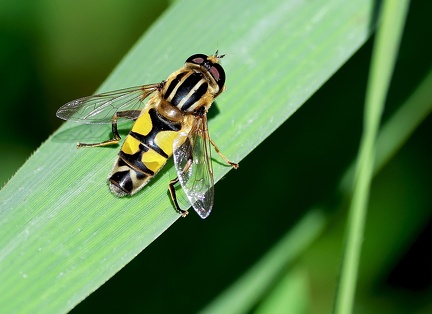 Helophilus trivittatus